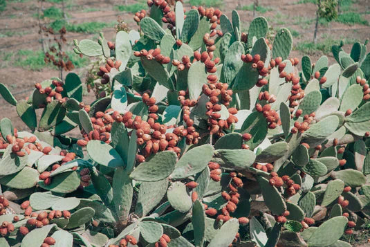 Fico D’India Fragrance Candle